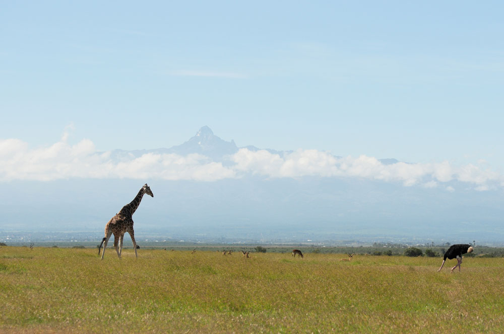 Mount Kenya Wildlife Estate residents the opportunity to be completely immersed in Kenya’s plentiful wildlife right on their doorstep. Located on the vast Ol Pejeta Conservancy, the Mount Kenya Estate offers a wildlife enthusiast looking for a more permanent lifestyle in the African bush, a viable investment opportunity.