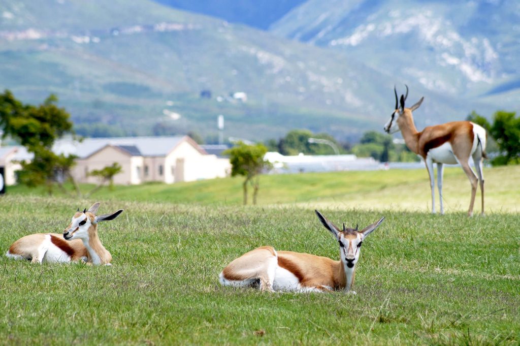 Five years ago, springbok were introduced to Kingswood and their numbers are growing. I chatted to Dan de Wet, Facilities and Compliance Manager, and Kingswood resident and former game farmer, Andries Vermeulen, about these beauties who are there for the benefit of all residents of the estate.