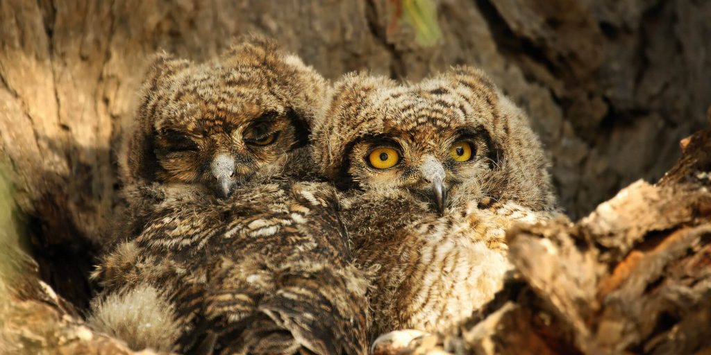 As featured in the previous edition of Kingswood BUZZard, resident Pieter Steyn and his family enjoy the rare privilege of a bird’s-eye view into the daily (and nightly) comings and goings of a pair of owls that have nested in one of their flower pots – and his reportage on the subject has now gained national exposure.