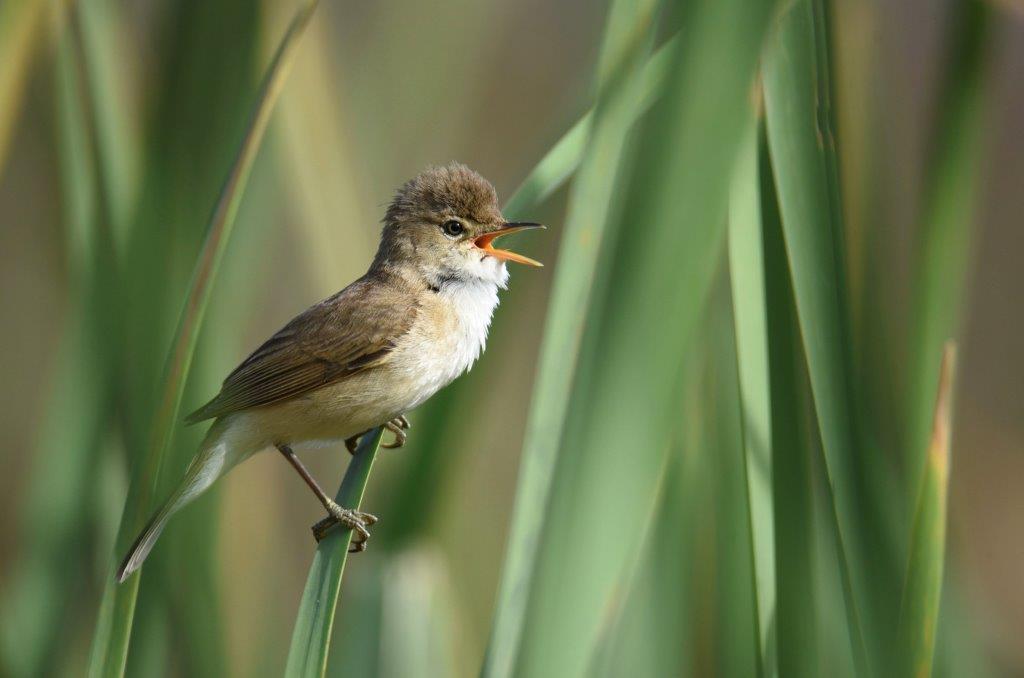 Kingswood Birders