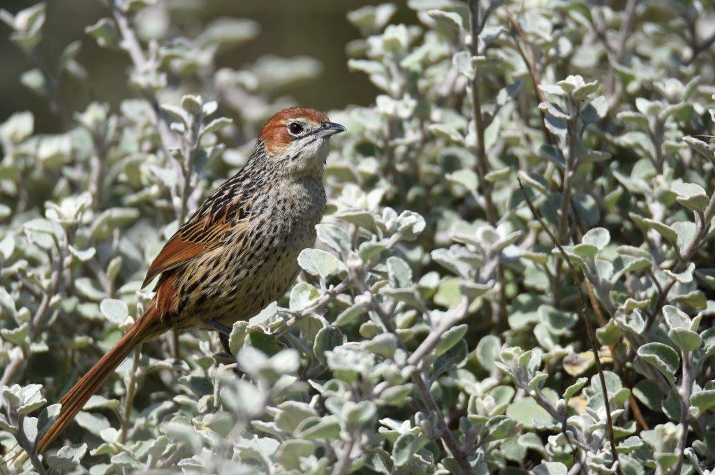 Kingswood Birders