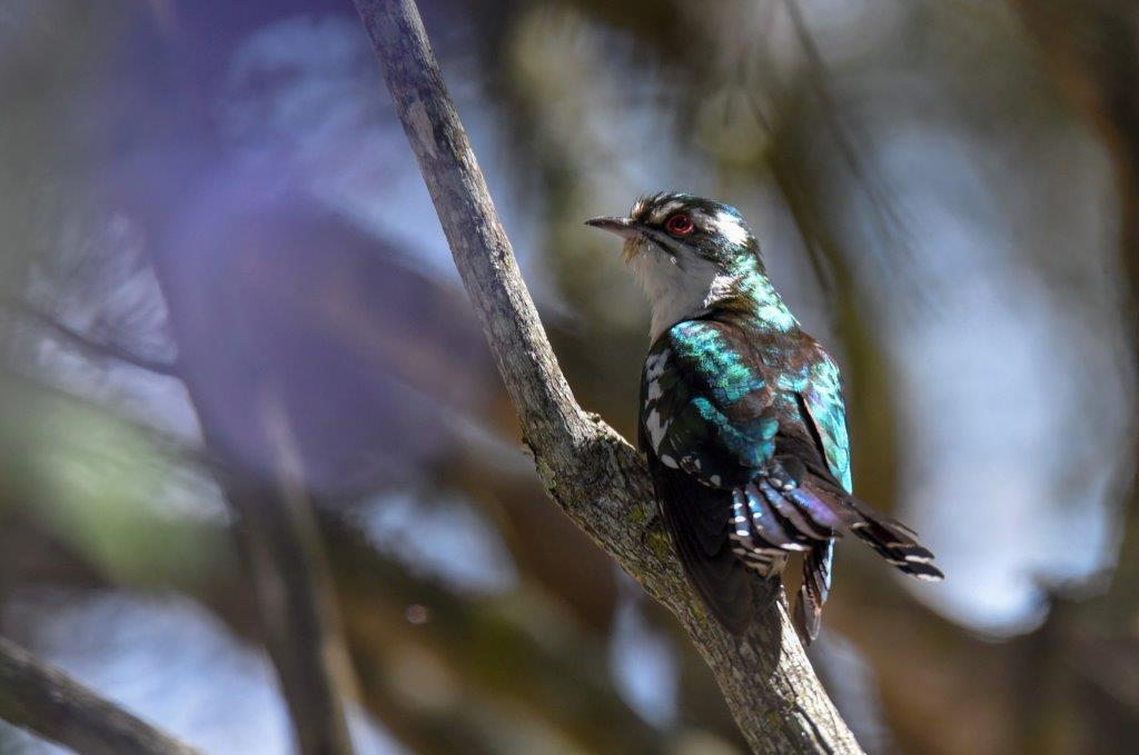 Kingswood Birders