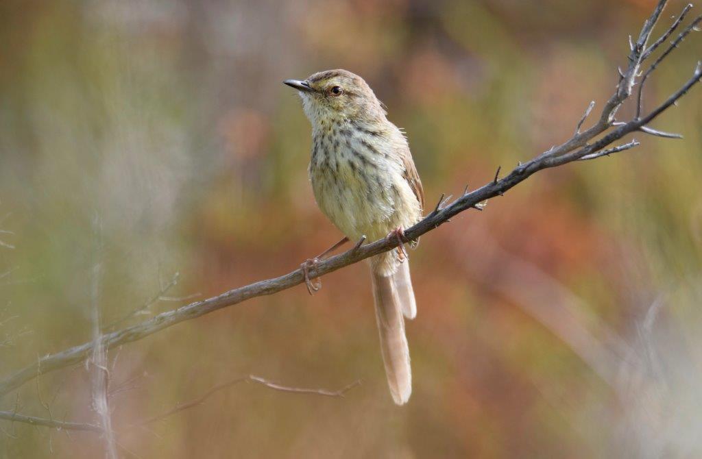 Kingswood Birders