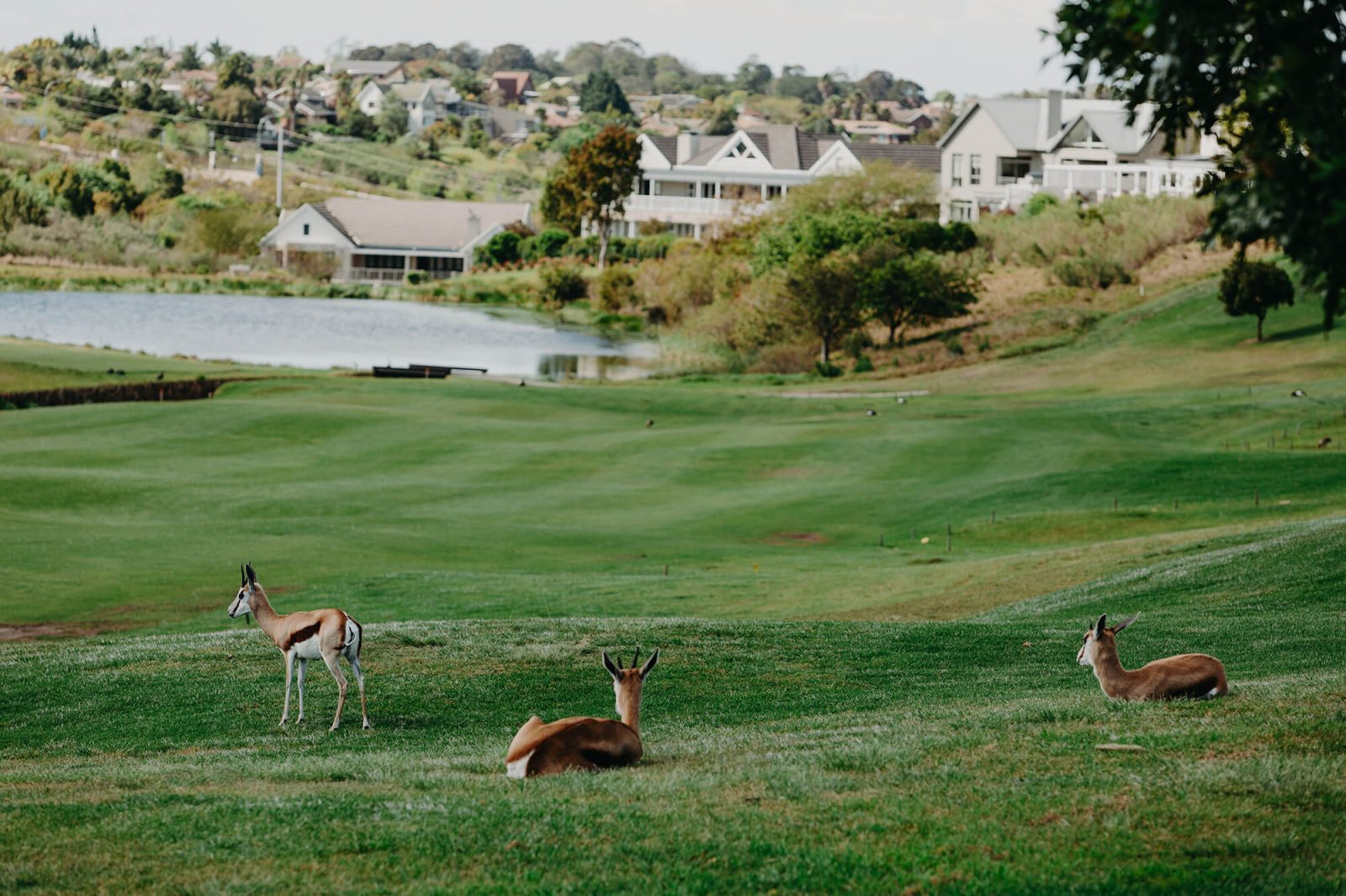 Kingswood Golf Estate vet