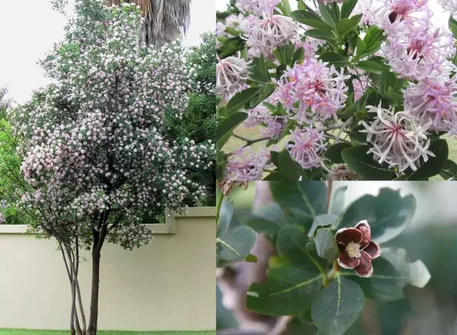 Dais cotinifolia (Pompon tree)