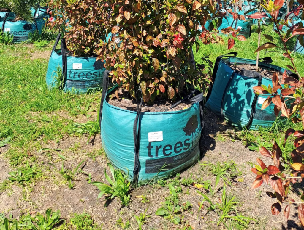 Benefits of trees for boosting property value