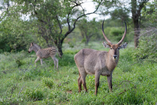 Hoedspruit Wildlife Estate