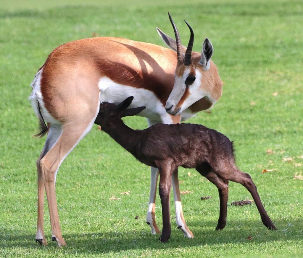 KINGSWOOD wildlife